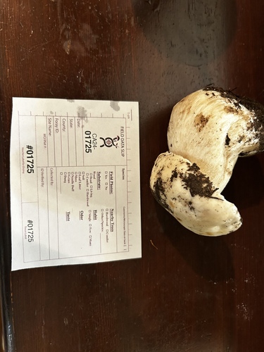 Boletus edulis (Photo 8 of 8)