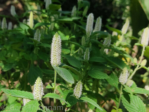 East-Indian Mint (Elsholtzia griffithii)
