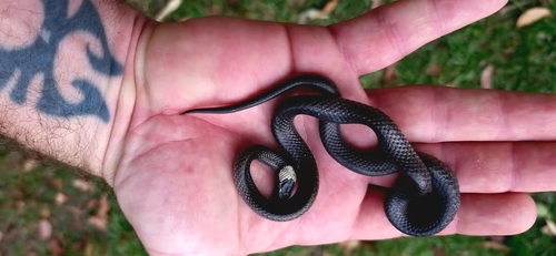 White-crowned Snake sighting