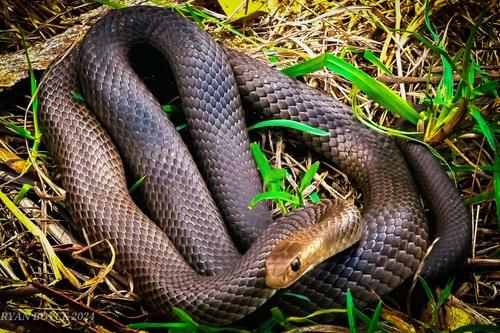 Eastern Brown Snake sighting