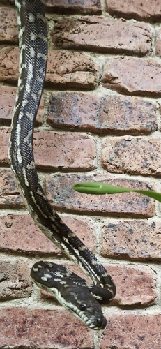 Coastal Carpet Python sighting