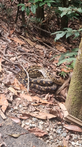 Australian Scrub Python sighting