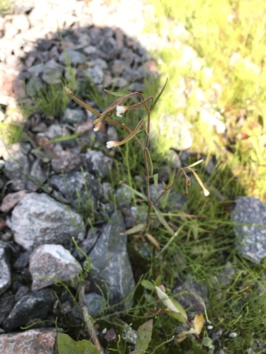 Dahurian willowherb (Epilobium davuricum)