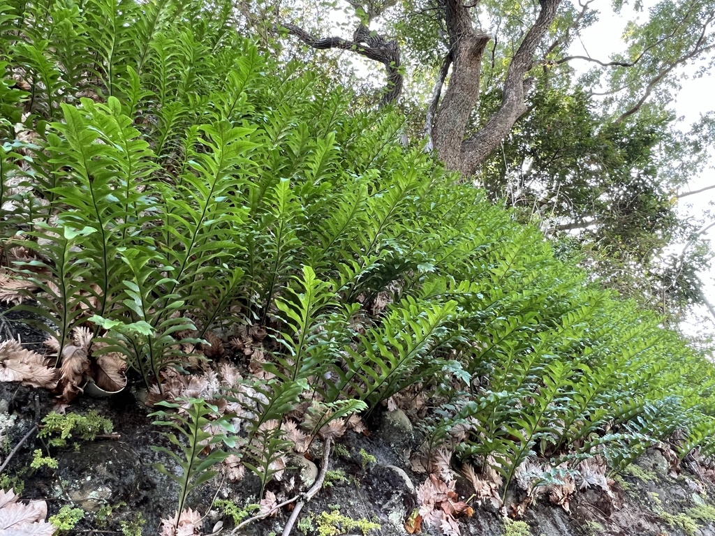 Drynaria roosii ハカマウラボシ Xiulin Drynaria roosii ハカマウラボシ Xiulin Drynaria roosii ハカマ