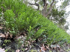 Drynaria roosii · iNaturalist
