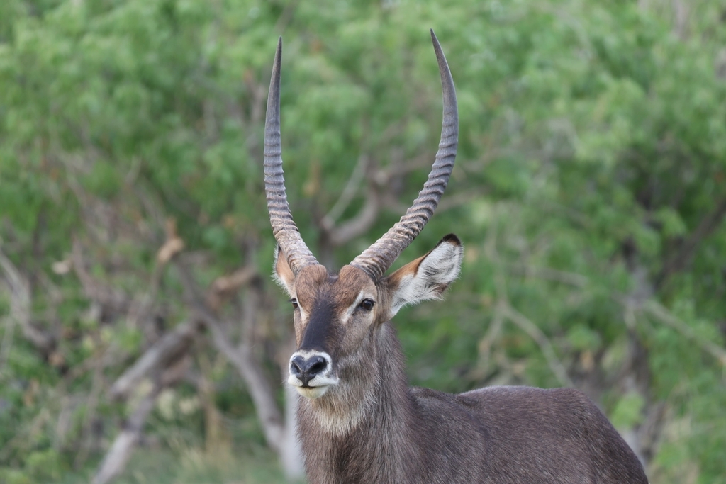 Common Waterbuck from Ngamiland East, Botswana on November 22, 2024 at ...