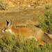Maghreb Red Fox - Photo (c) Habib Latif Boultif, all rights reserved, uploaded by Habib Latif Boultif