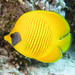 Masked Butterflyfish - Photo (c) Lesley Clements, all rights reserved