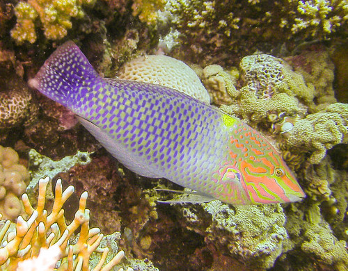 Checkerboard Wrasse — seen at this dive site
