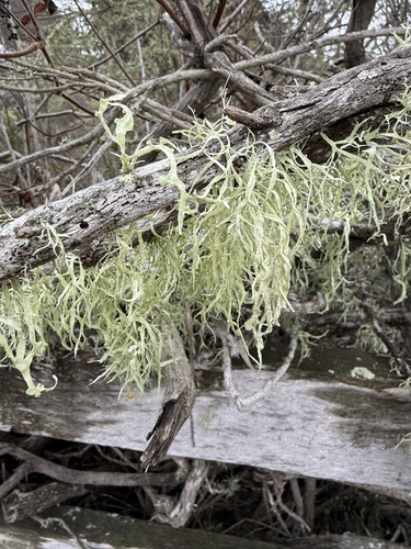 iNaturalist observation photo of bushy lichens