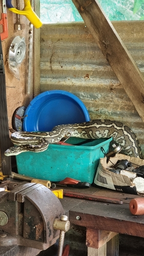 Coastal Carpet Python sighting