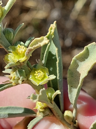 Lawrencia viridigrisea