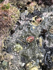 Fissurella volcano image