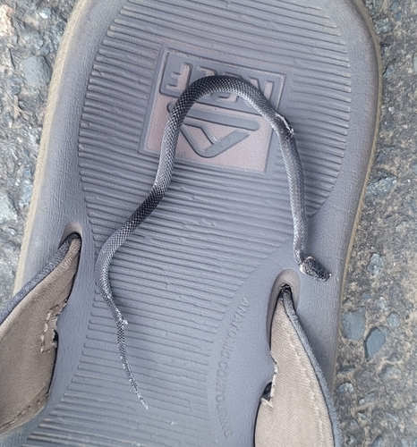 Southern Dwarf Crowned Snake sighting