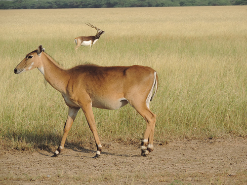 Nilgai