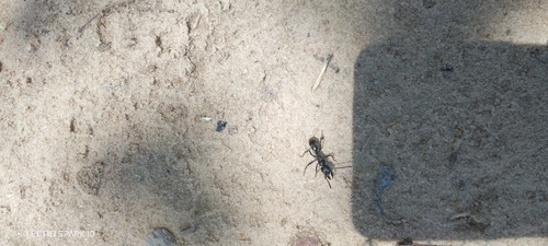 African stink ant