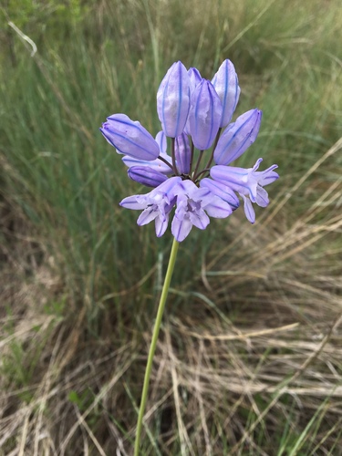 iNaturalist observation 2019-05-31
