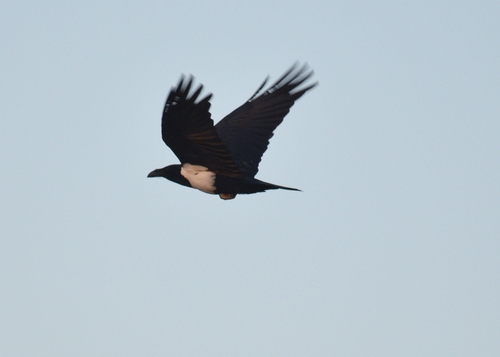 Pied Crow