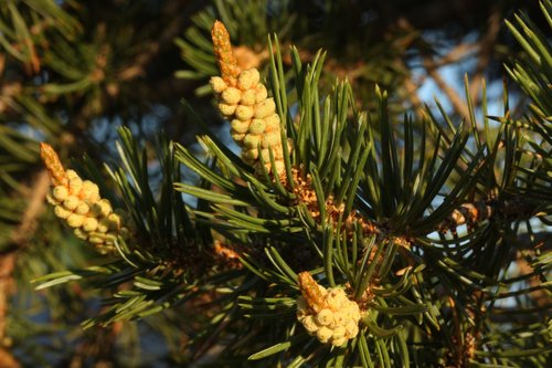 Colorado Pinyon