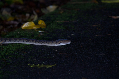 Australian Scrub Python sighting