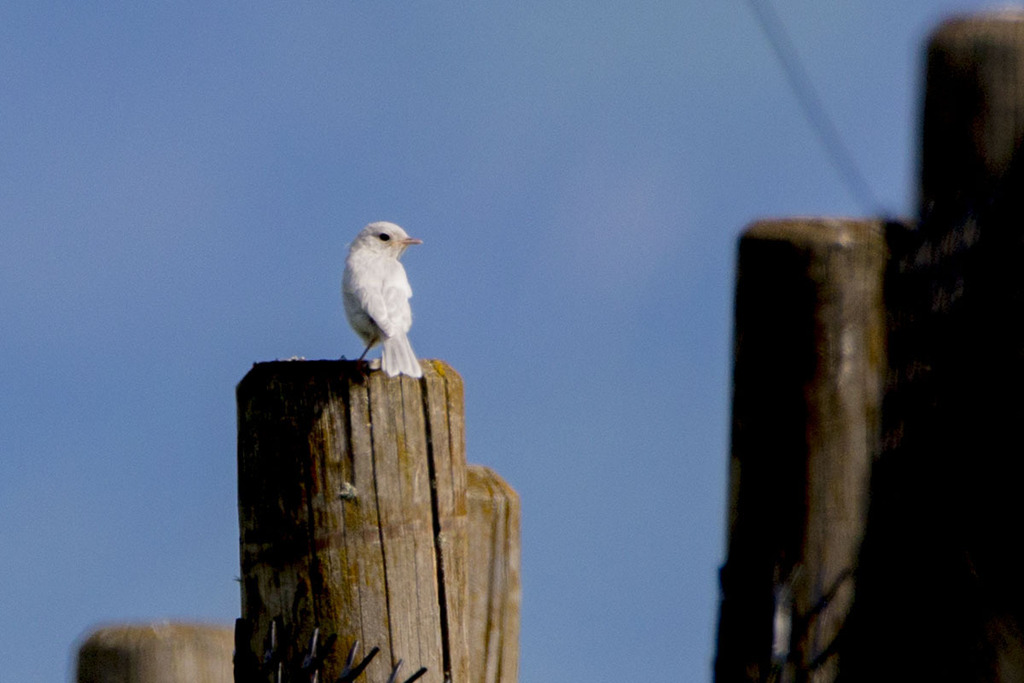 European Stonechat