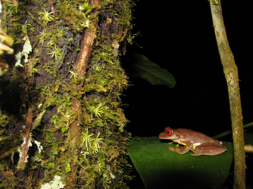 Legler's Stream Frog - Photo (c) redpine, all rights reserved, uploaded by redpine