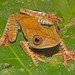 Map Tree Frog - Photo (c) Mauricio Ocampo Ballivian, all rights reserved, uploaded by Mauricio Ocampo Ballivian