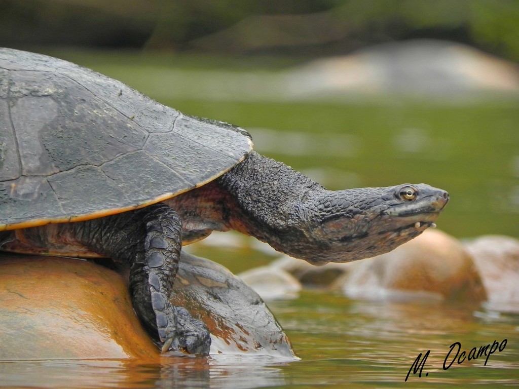 Geoffroy’s Side-necked Turtle