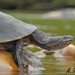 Geoffroy’s Side-necked Turtle - Photo (c) Mauricio Ocampo Ballivian, all rights reserved, uploaded by Mauricio Ocampo Ballivian