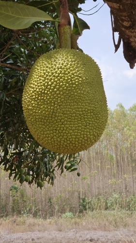 Jackfruit