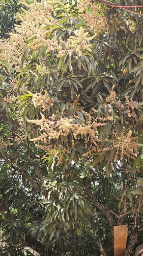 Indian mango