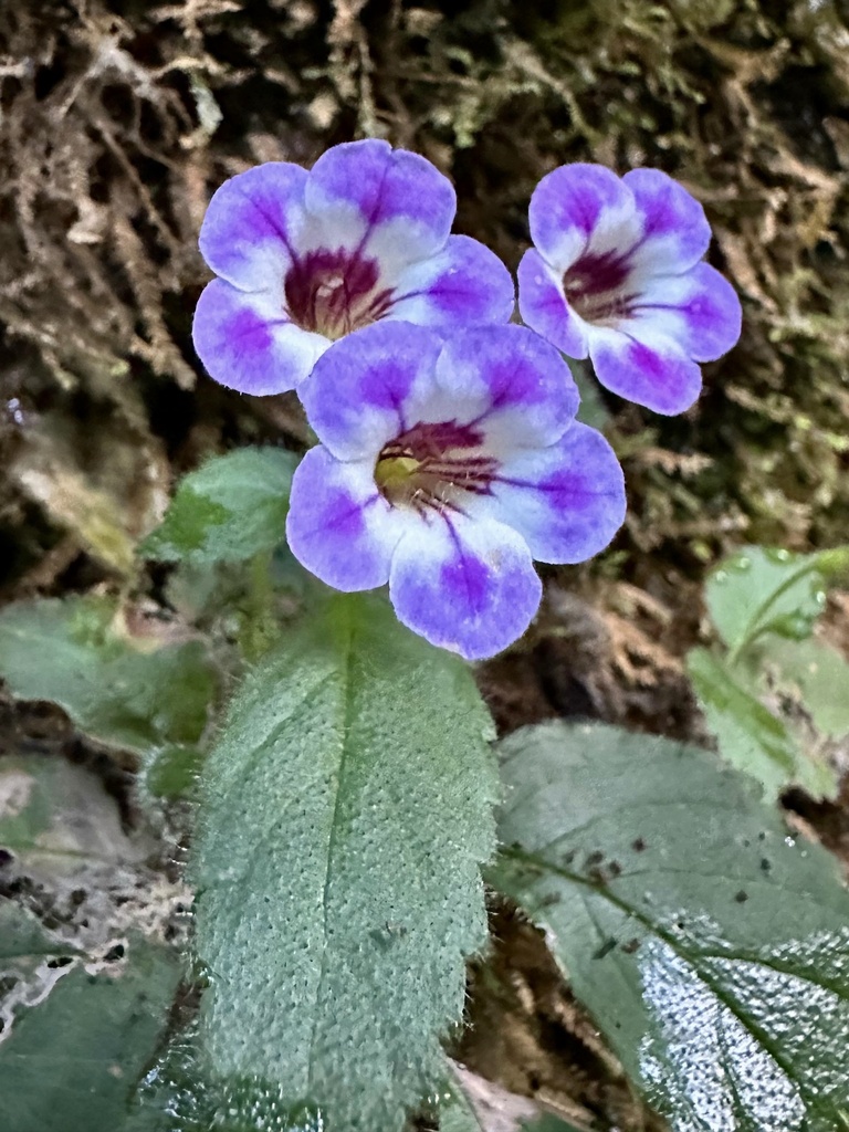 Genus Diastema · iNaturalist