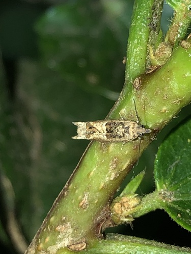Cotton Tipworm Moth