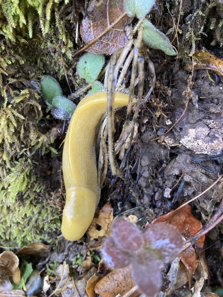 California Banana Slug from Zinfandel Trail, Cupertino, CA, US on ...
