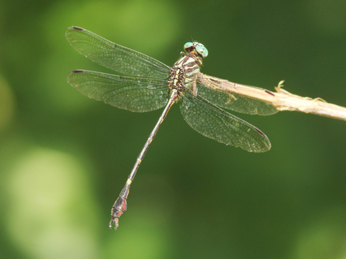 Phyllocycla anduzei