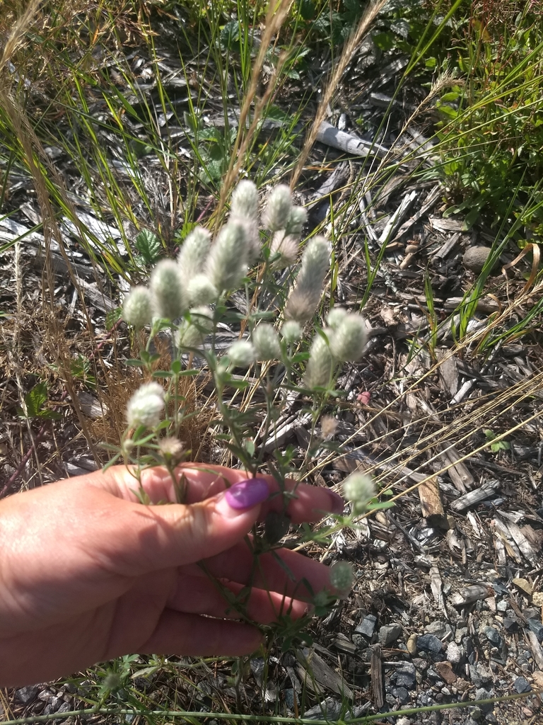 rabbitfoot clover from 1010, Joint Base LewisMcChord, WA 98433, United