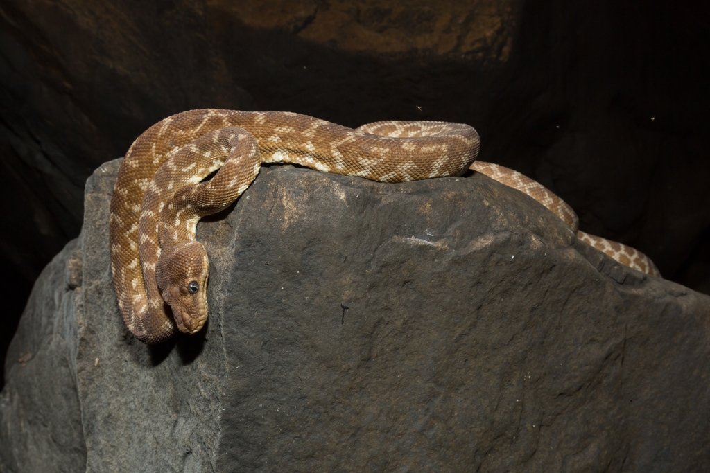 Rough-scaled Python in July 2017 by Nathan Litjens · iNaturalist