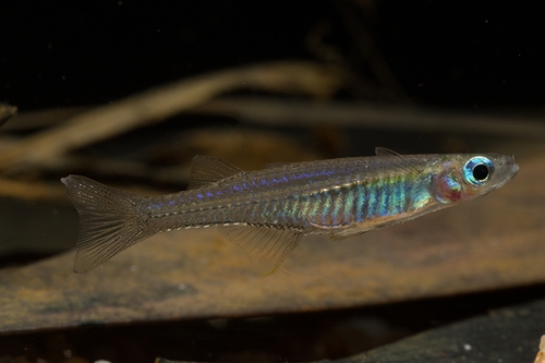 Pseudomugil inconspicuus