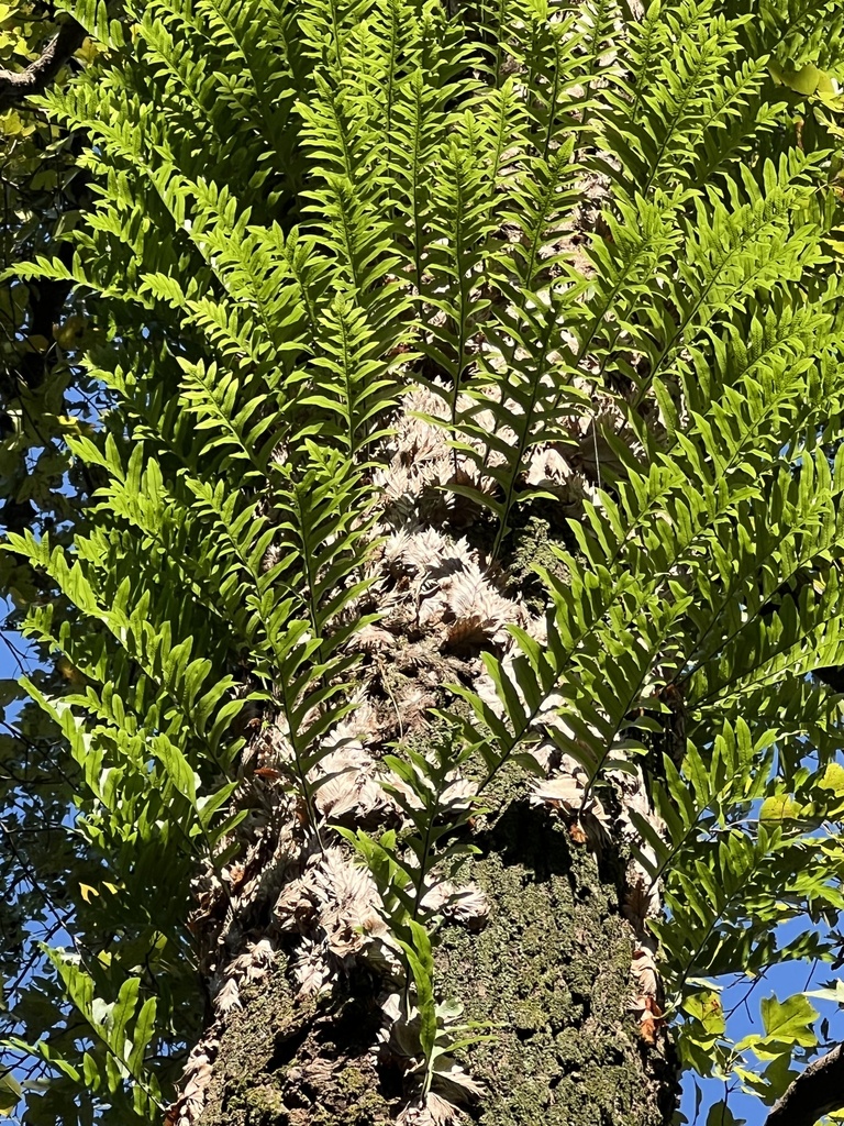 Drynaria roosii · iNaturalist