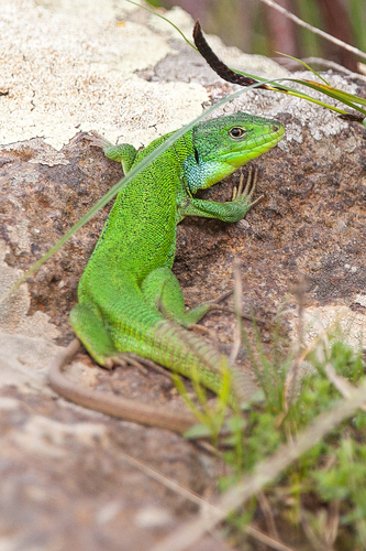 Medium Lizard