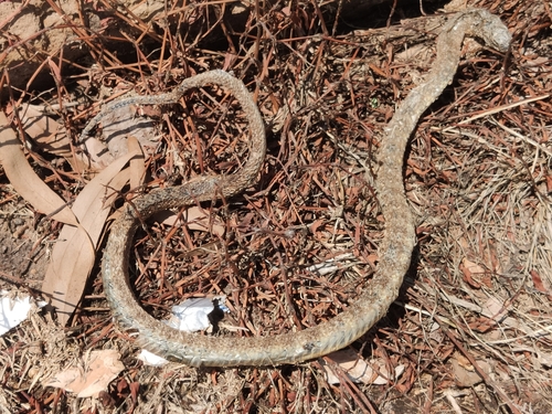 Tiger Snake sighting