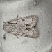 Acronicta psi - Photo (c) R.Fisher, all rights reserved, uploaded by R.Fisher