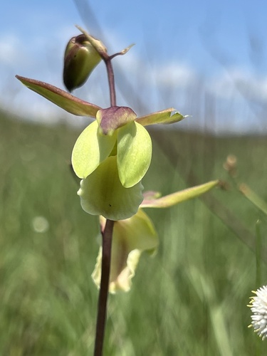 Eulophia flavopurpurea