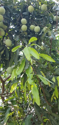 Indian mango