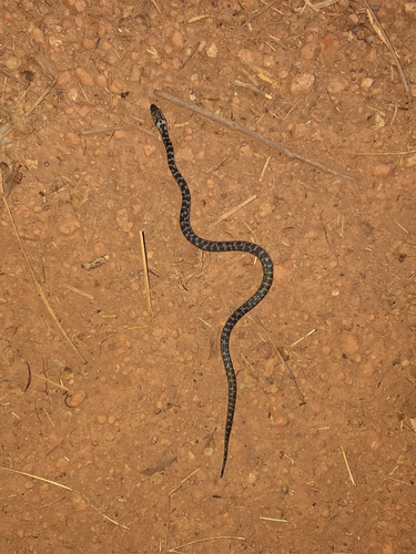 Spotted Python sighting