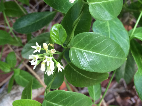 fragrant swallow-wort (Cynanchum northropiae)