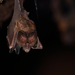 Malayan Slit-faced Bat - Photo (c) Carlos N. G. Bocos, all rights reserved, uploaded by Carlos N. G. Bocos