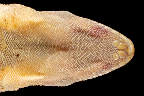 Indo-Pacific House Gecko