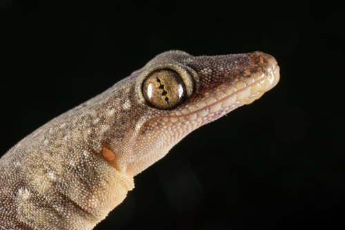 Indo-Pacific House Gecko