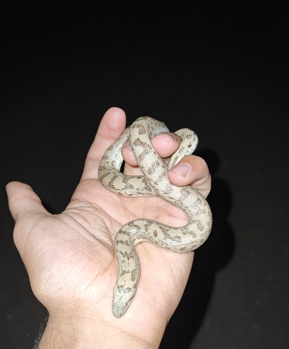 Desert Sand Boa